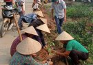 Hội liên hiệp phụ nữ xã Điền Trung tiếp tục trồng hàng rào xanh tại thôn Muỗng Do